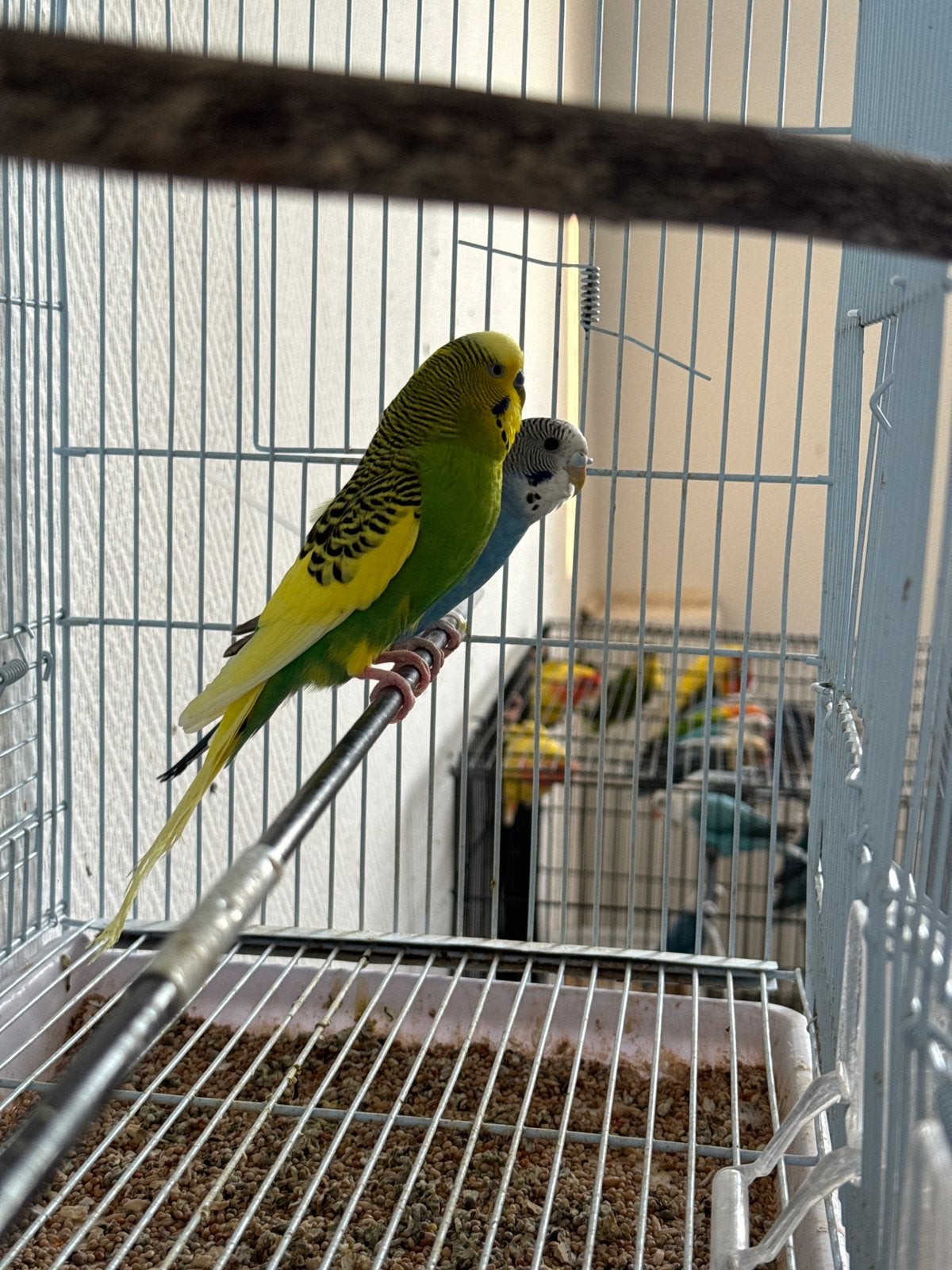Couplé Perruche, Animaux & Accessoires, Perruche