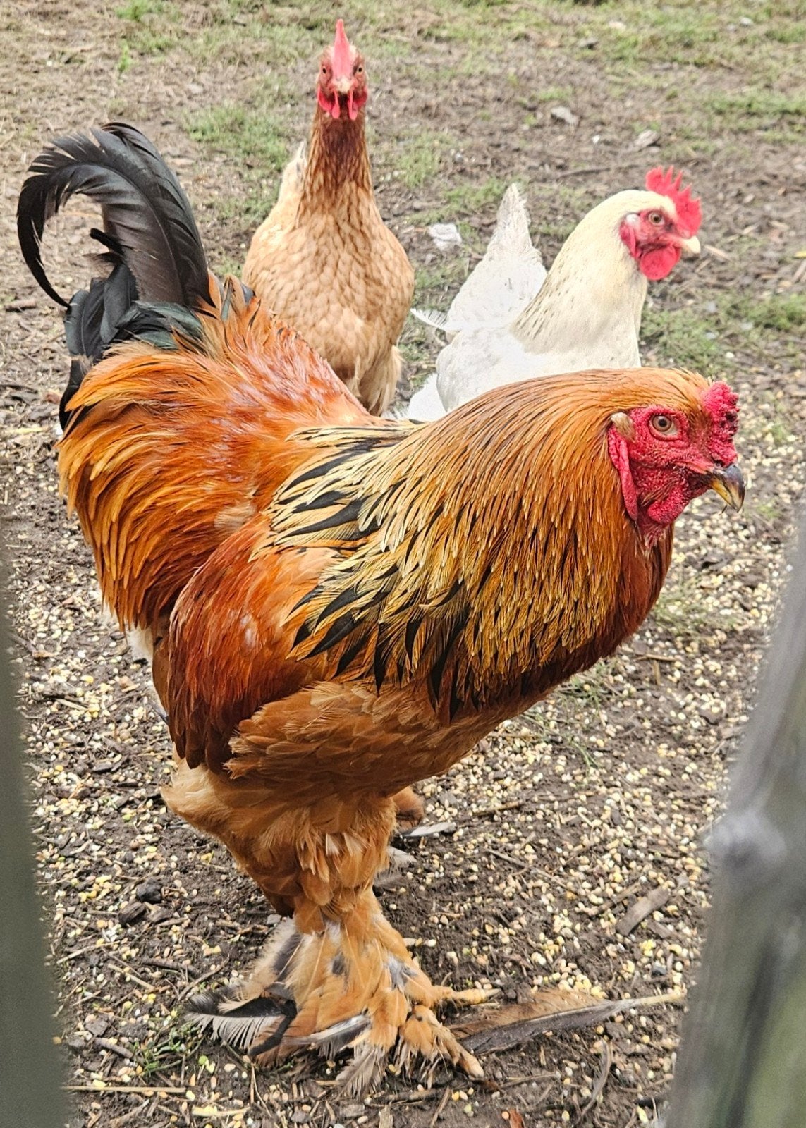 brahma haan