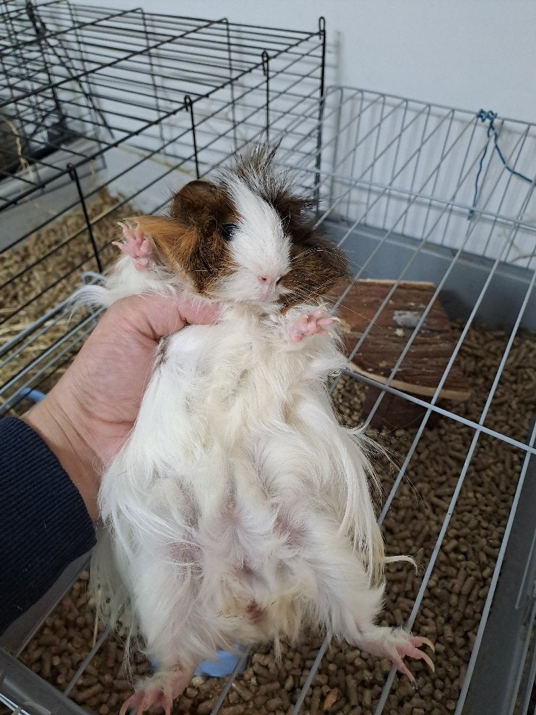 Cobaye cochon dinde mâle stereliser, Divers, Enlèvement