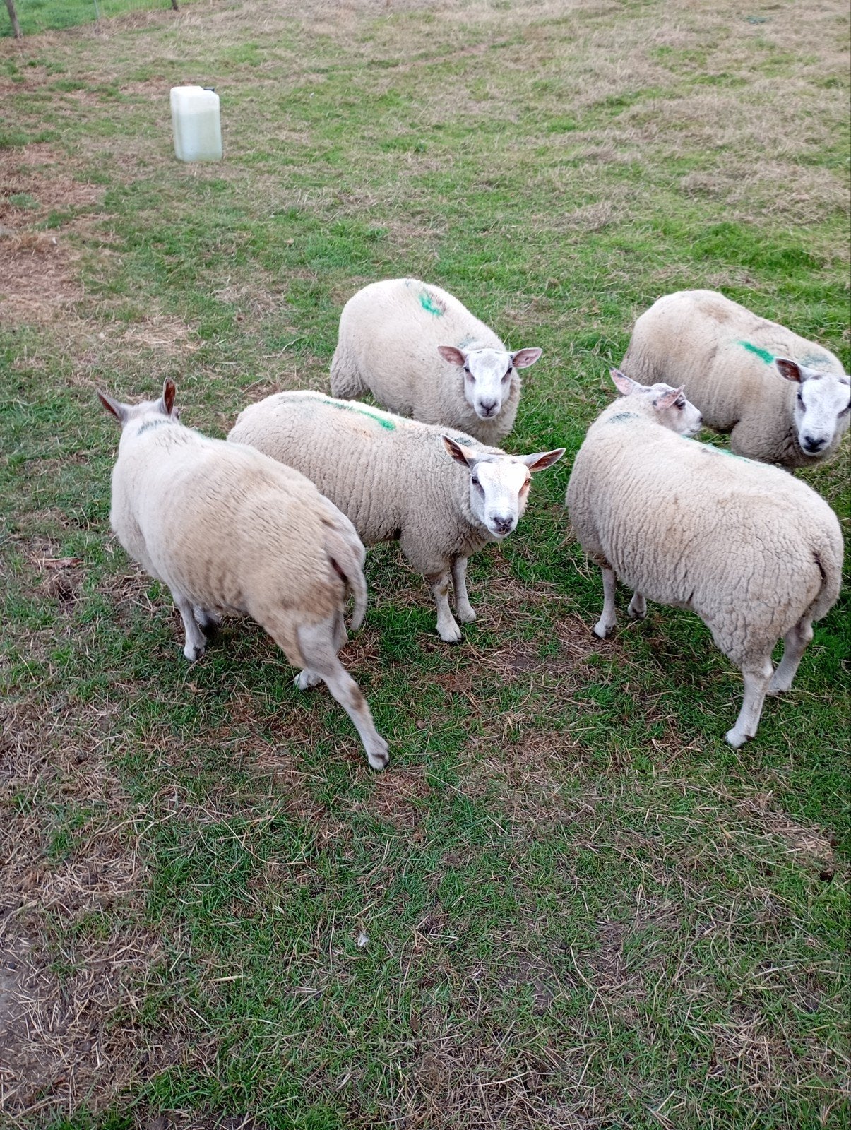 Texel schapen, Dieren en Toebehoren, Vrouwelijk, Schaap, 0 tot 2 jaar