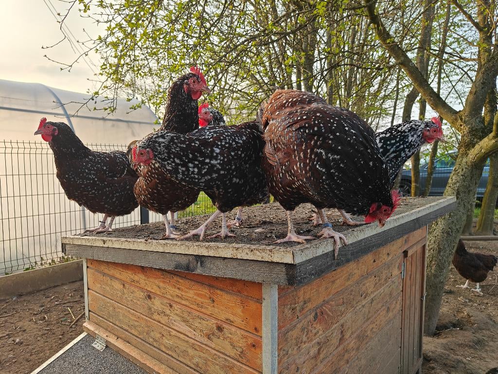 Sussex porcelein broedeieren, Sexe inconnu, Poule ou poulet