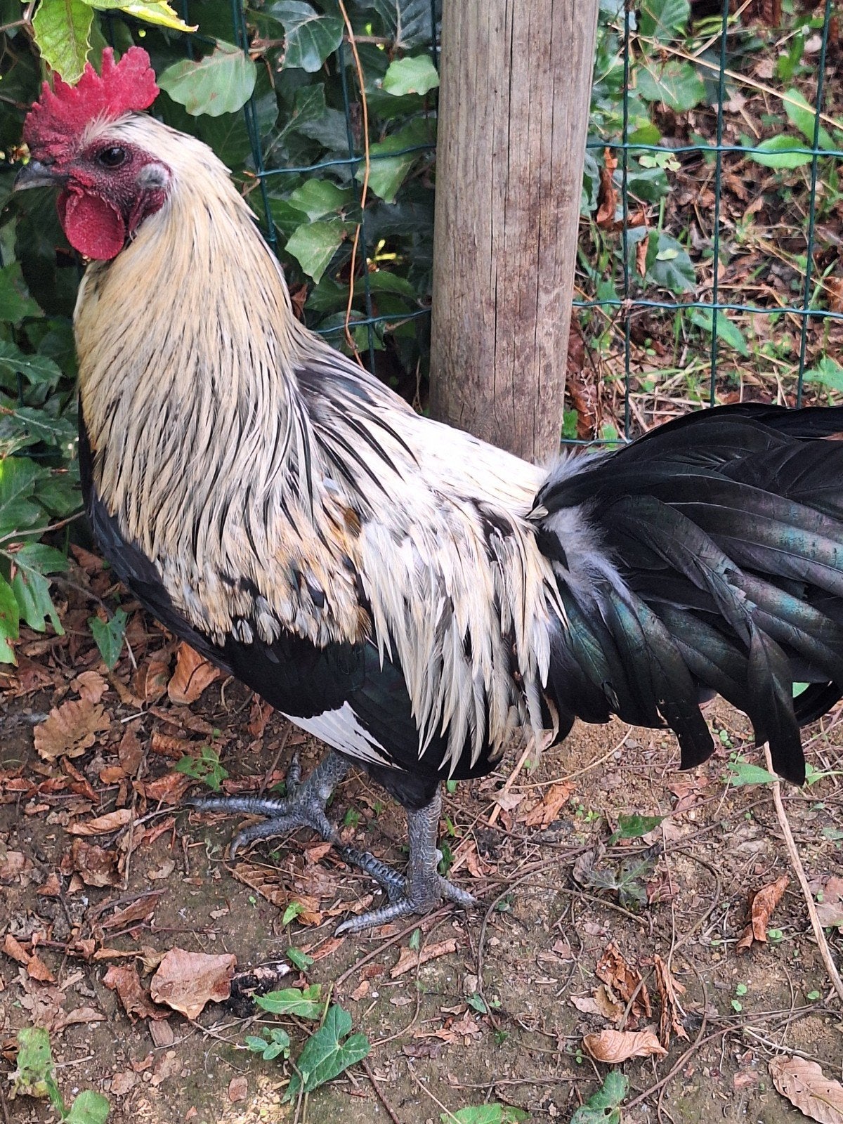 Haan te koop., Mâle, Poule ou poulet