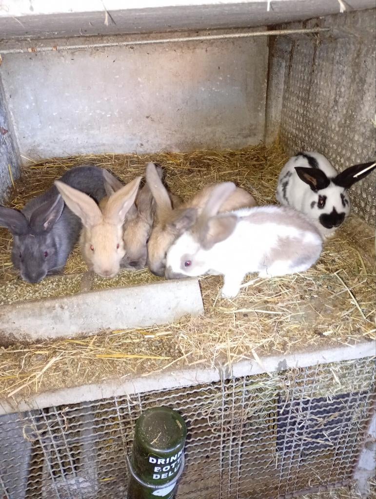 Jonge vlees konijnen, Dieren en Toebehoren, Konijnen