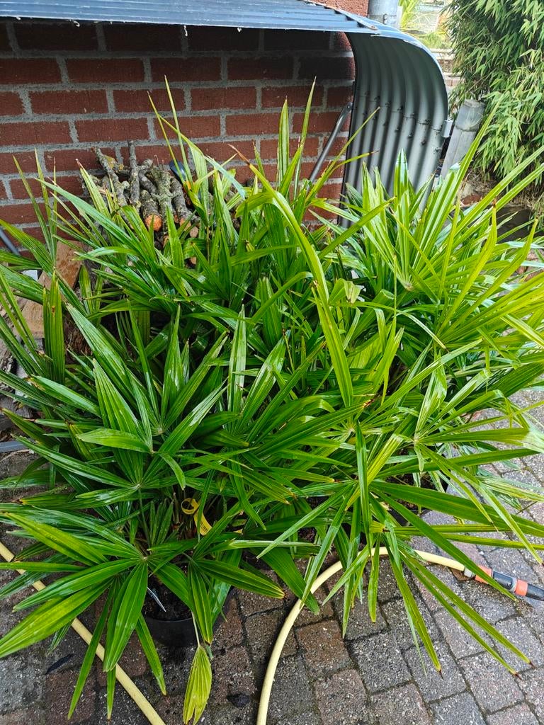 Palmiers, figuiers, étable Japon, azalée,