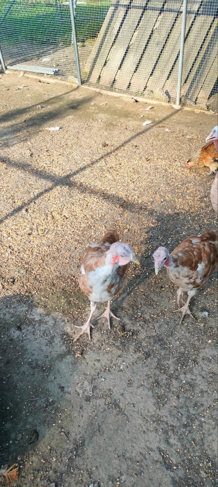 Ronquier kalkoen, Dieren en Toebehoren, Meerdere dieren, Kalkoen