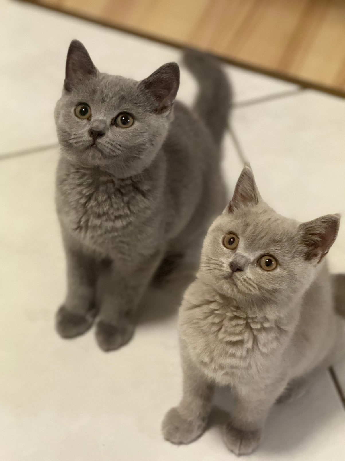 Britse Korthaar kittens – Blauw & Lilac, Animaux & Accessoires, Chats & Chatons | Chats de race | Poil ras, Plusieurs animaux