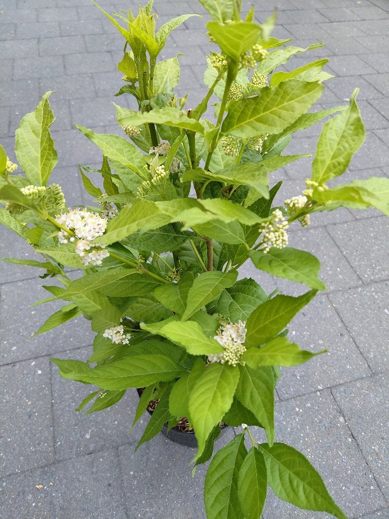 Callicarpa Magical, Enlèvement