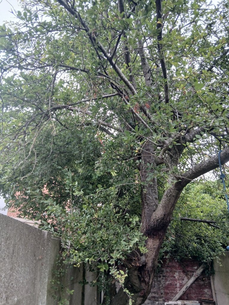 Gratis brandhout, Minder dan 3 m³, Ophalen, Overige houtsoorten, Takken