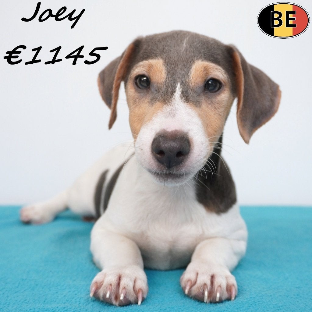 Joey, mâle Jack Russell Tricolor Bleu à vendre (belge), 15 semaines à 1 an, Commerçant, Chien (mâle), Maladie de Carré (chiens)