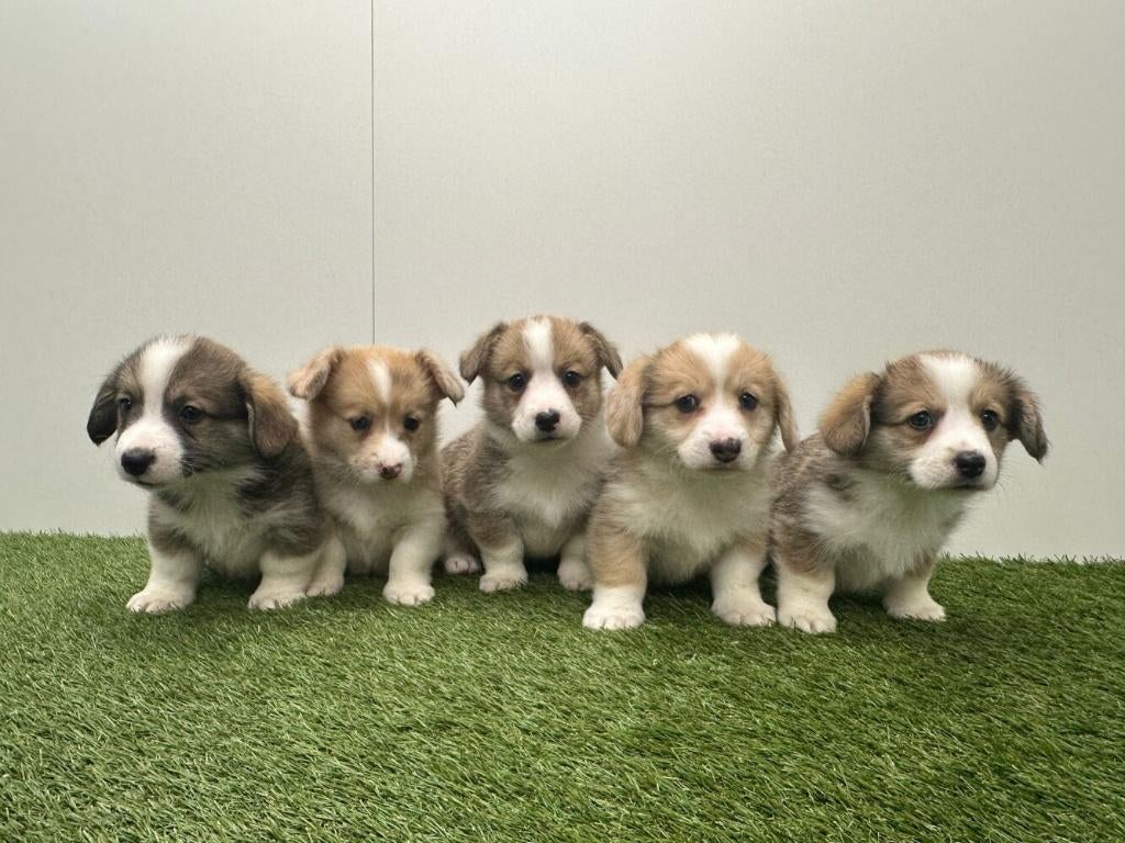 Portée de chiots Welsh Corgi