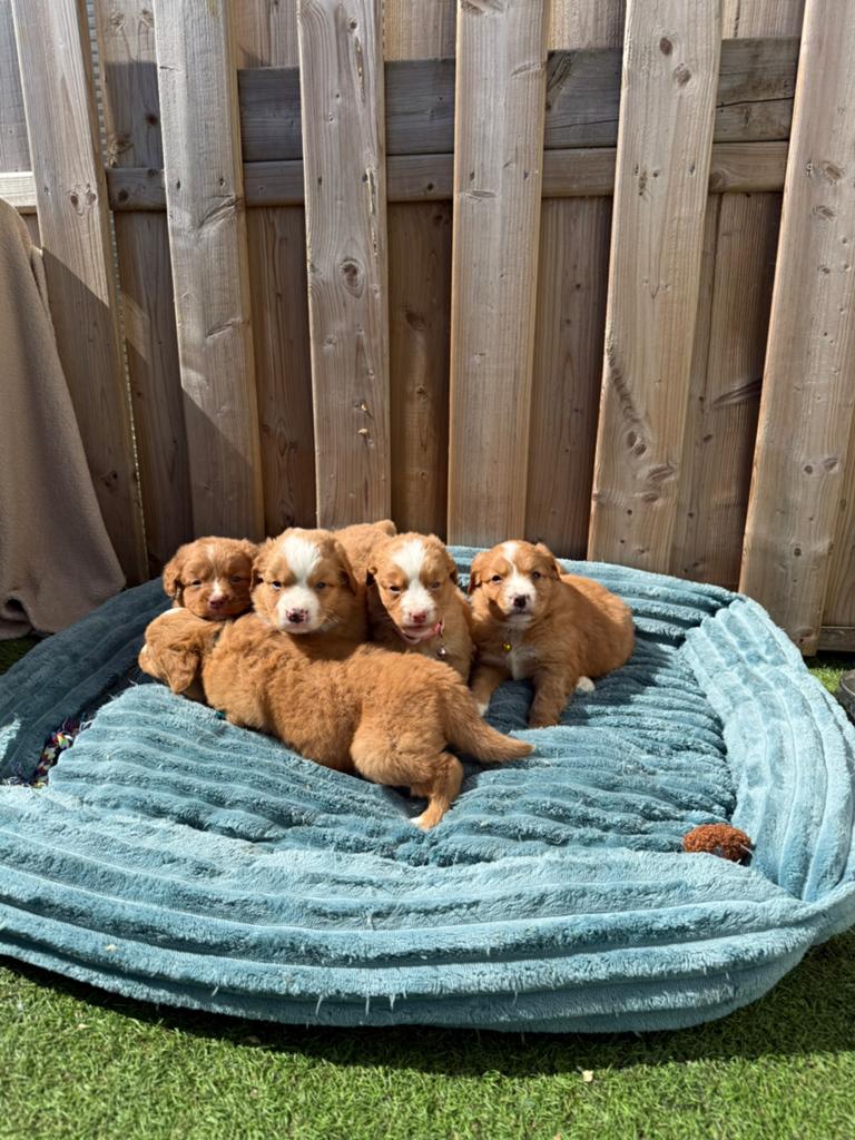 Nova scotia duck tolling retriever (toller) pups, Dieren en Toebehoren, Parvo, België, Overige rassen, 8 tot 15 weken