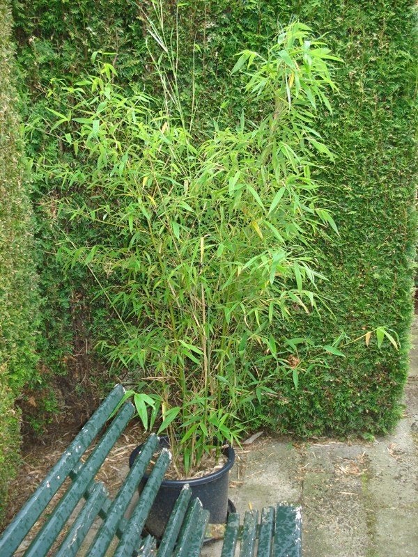 Bloemen en planten, Ophalen