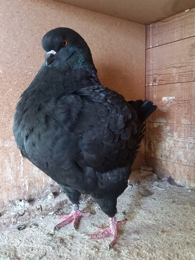 Kingduiven, Dieren en Toebehoren