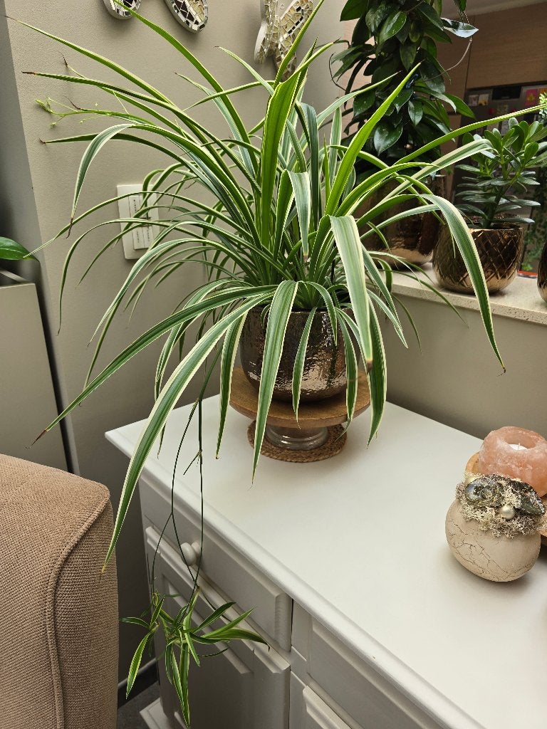 Grote graslelie met jonge scheuten, Huis en Inrichting, Ophalen, Halfschaduw