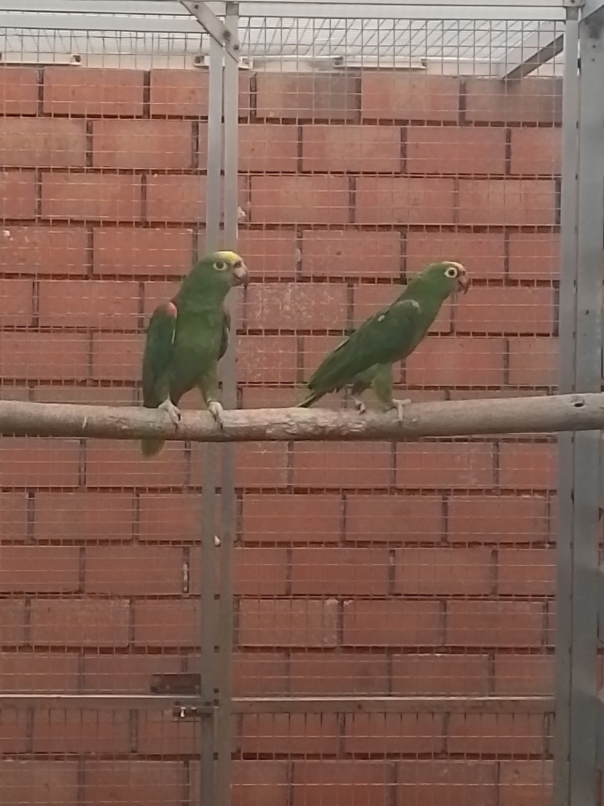2-2 Geelvoorhoofd amazone(brr.), Dieren en Toebehoren, Meerdere dieren, Papegaai, Geringd