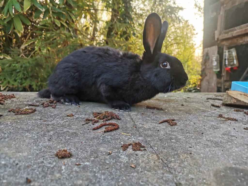 Zwarte vlinder konijn rammelaar, Mannelijk, Groot, 0 tot 2 jaar