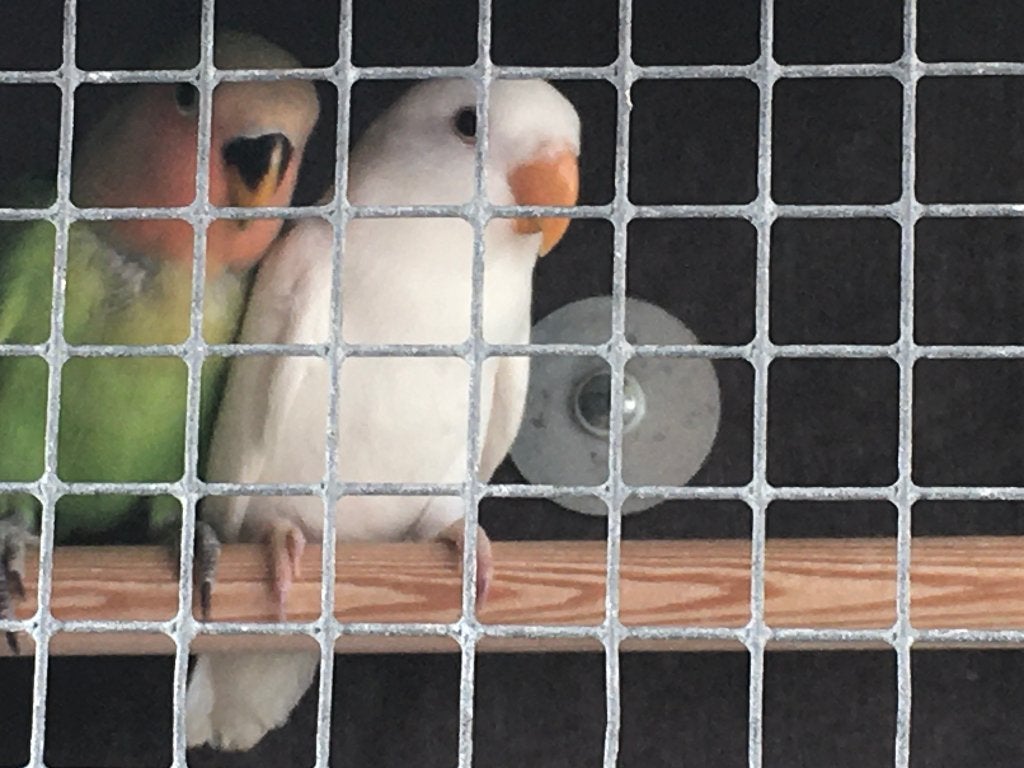 Roseicollies (albino), Mâle, Perroquet nain ou Inséparable