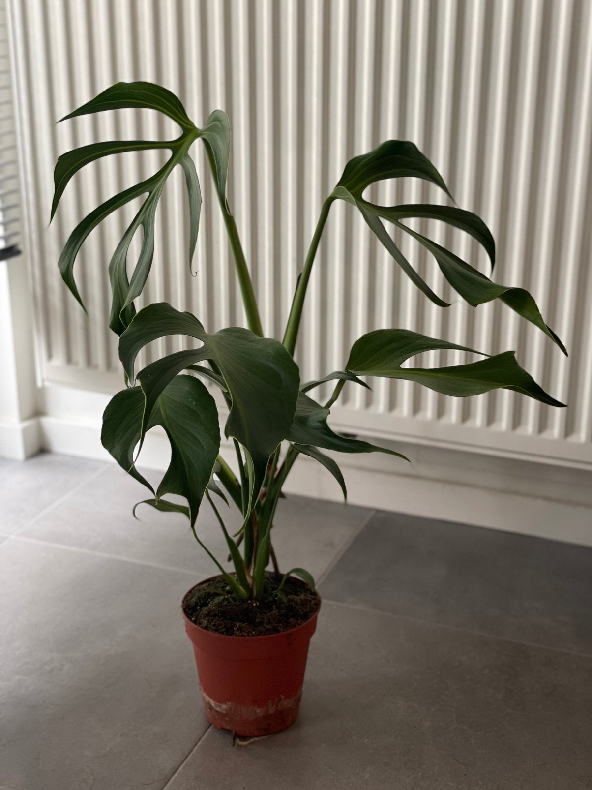 Monster Burle Max Flame (BMF), Huis en Inrichting, Ophalen
