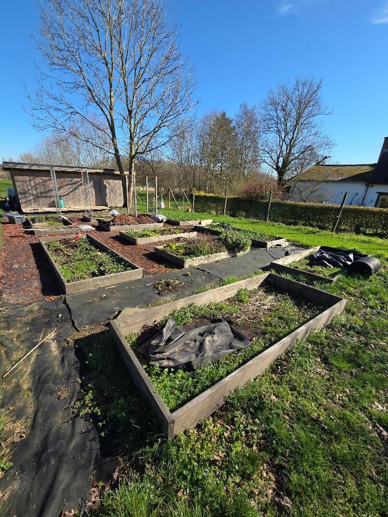 Moestuinbak. Douglas-sparrenhout 3,3 cm, Ophalen, Gebruikt, Minder dan 30 cm, 100 cm of meer