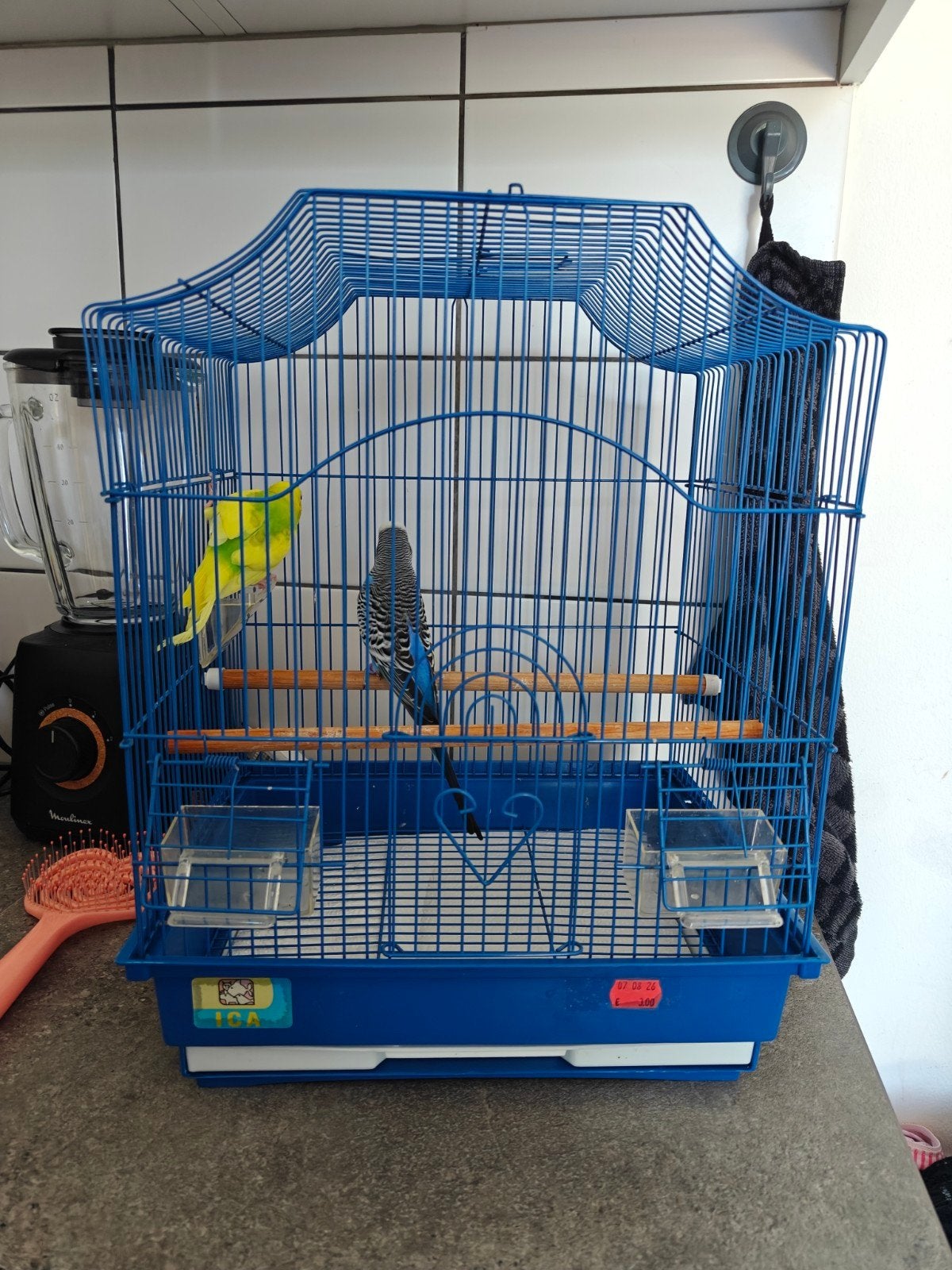 vogels Koppel / grasparkieten paar, Enlèvement