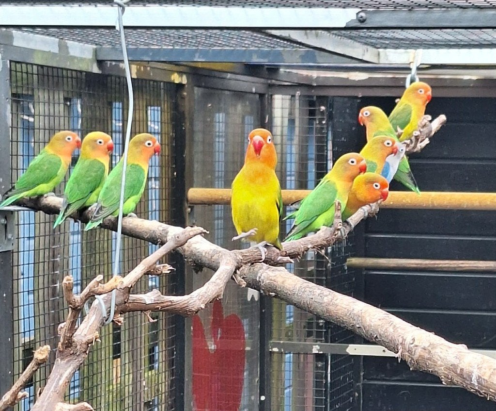 agapornis fischeri dwergpapegaai 13 stuks, Dieren en Toebehoren, Meerdere dieren, Dwergpapegaai of Agapornis