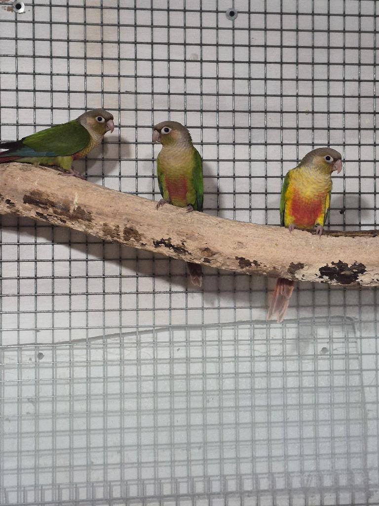 Conure molinae, Animaux & Accessoires, Plusieurs animaux, Perruche, Bagué