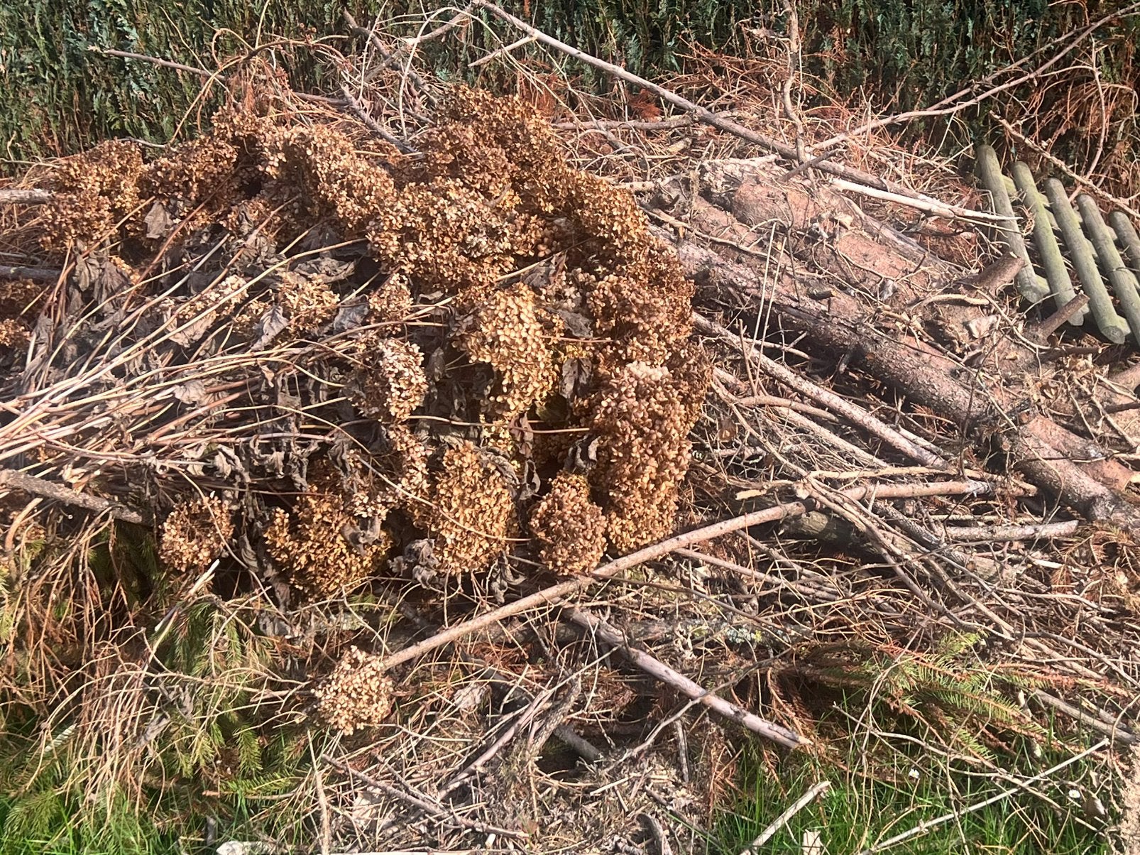 Gratis hout, Tuin en Terras, Ophalen