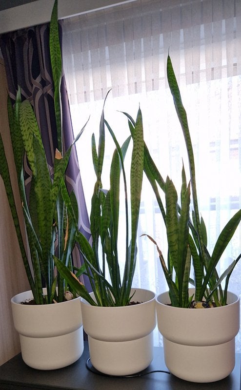Sanseveria in sierpot, Ophalen