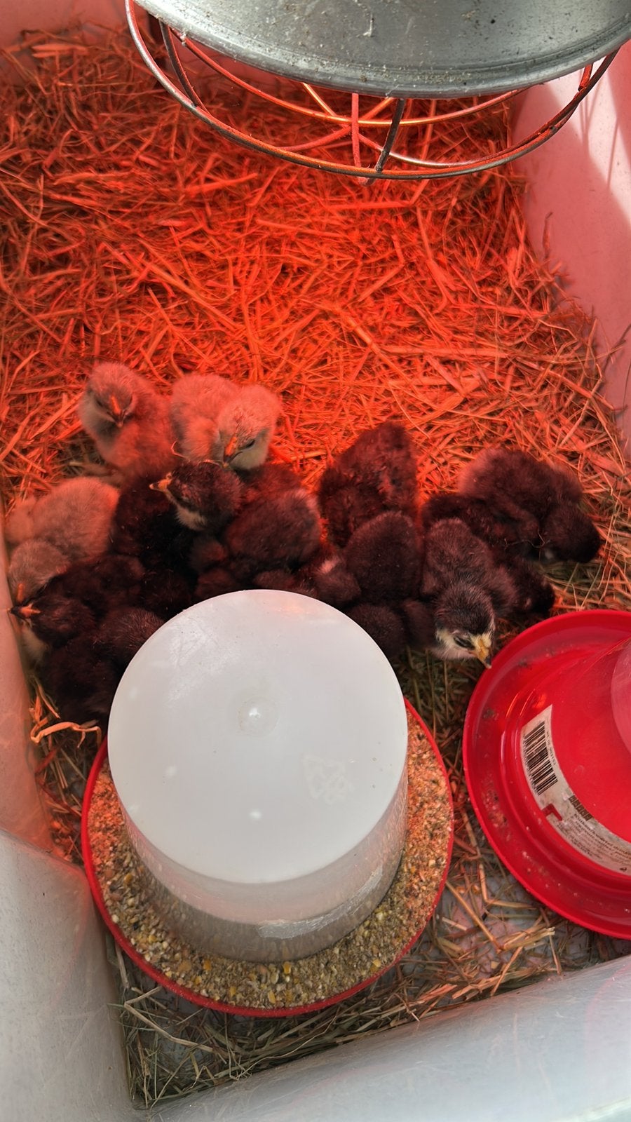 GRATIS cochin kriel haantjes (4weken), Dieren en Toebehoren