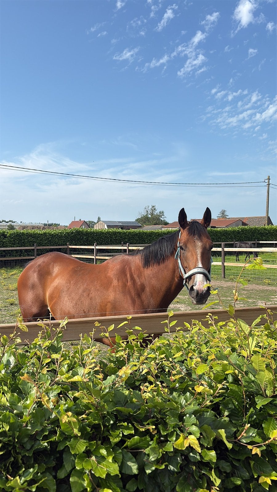 Brave merrie te koop!, Dieren en Toebehoren, Merrie, Met stamboom, Zadelmak, 3 tot 6 jaar