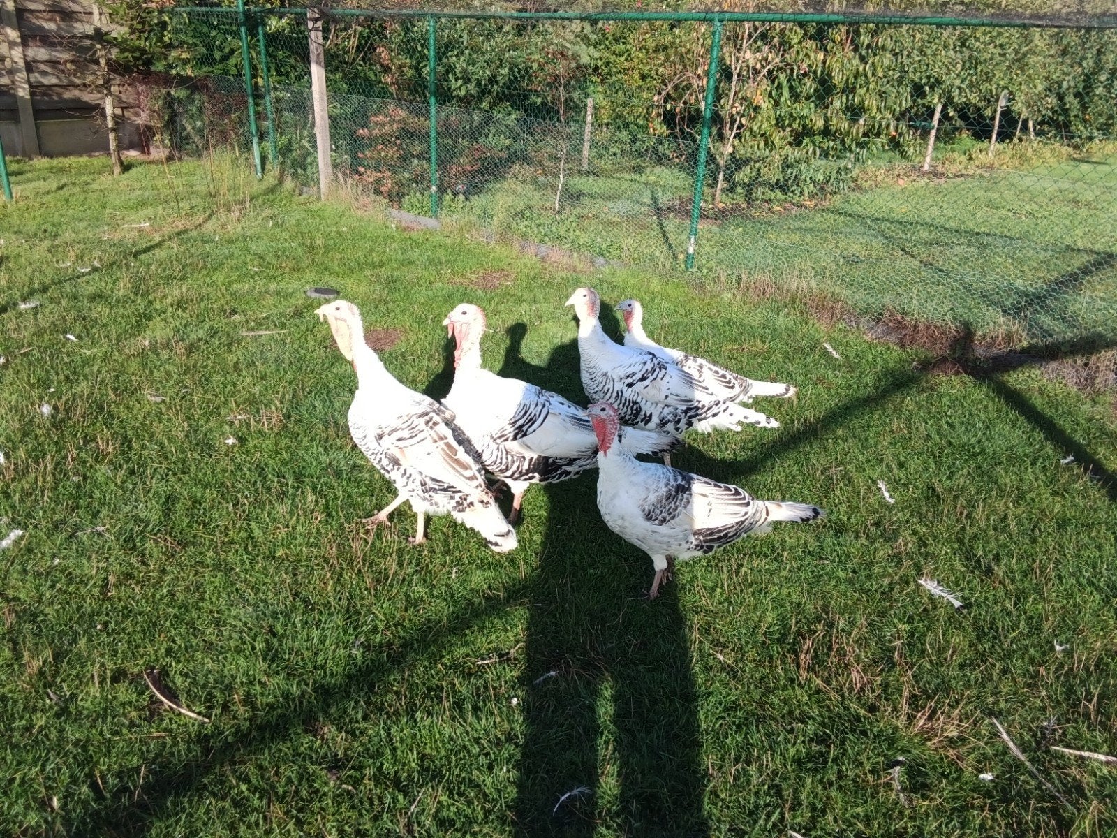 2 grote kalkoenen