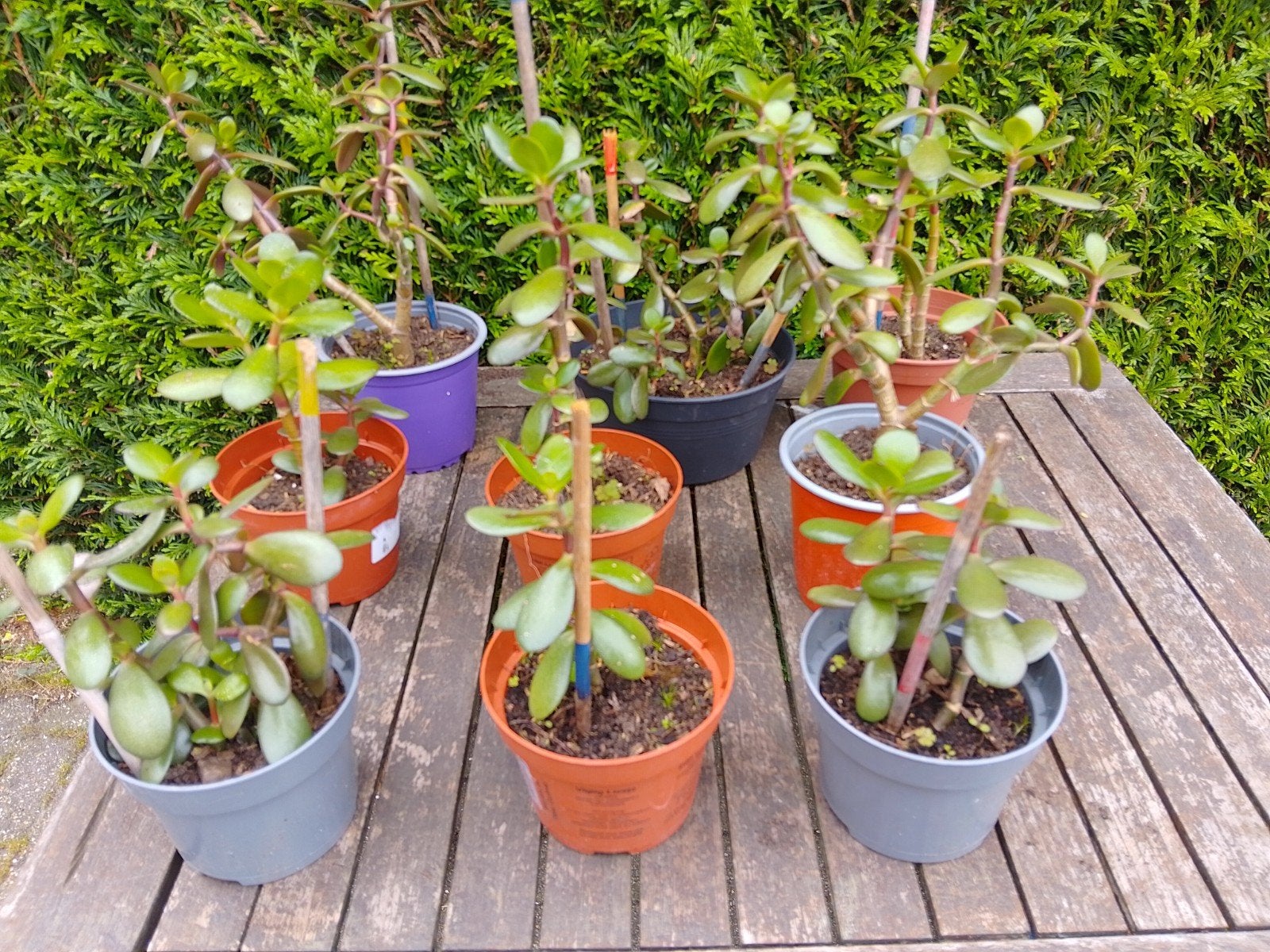 Crasulla plantjes,Jade plantjes, Ophalen