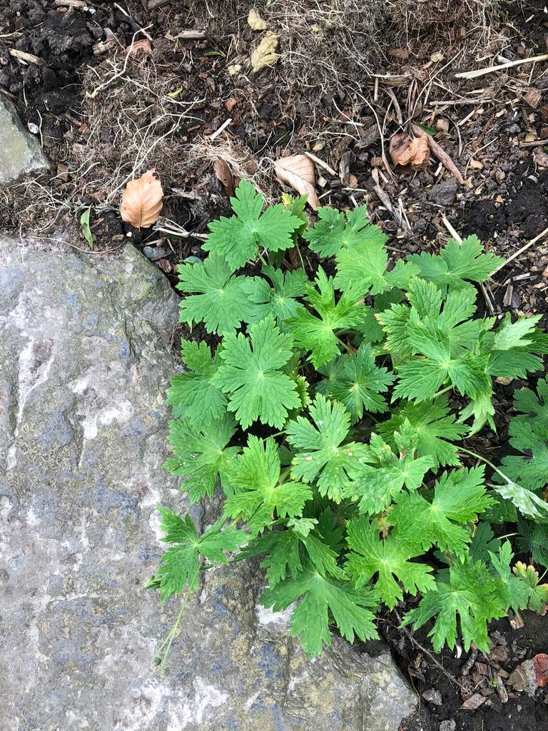 Vaste geranium 2euro per kluit, Ophalen of Verzenden