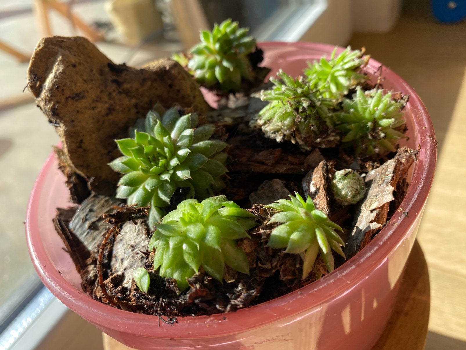 Vetplantjes met steen (goed geworteld), Huis en Inrichting, Ophalen, Vetplant, In pot, Minder dan 100 cm