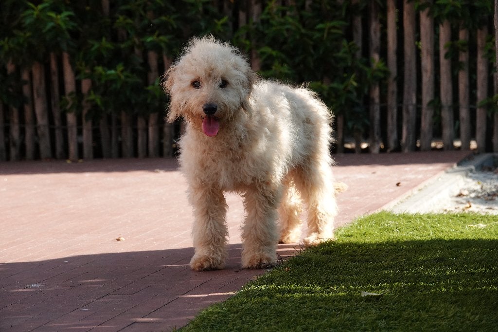 Prachtige licht abrikoze Cockapoo pup, Dieren en Toebehoren, België, Parvo, 15 weken tot 1 jaar, Overige rassen