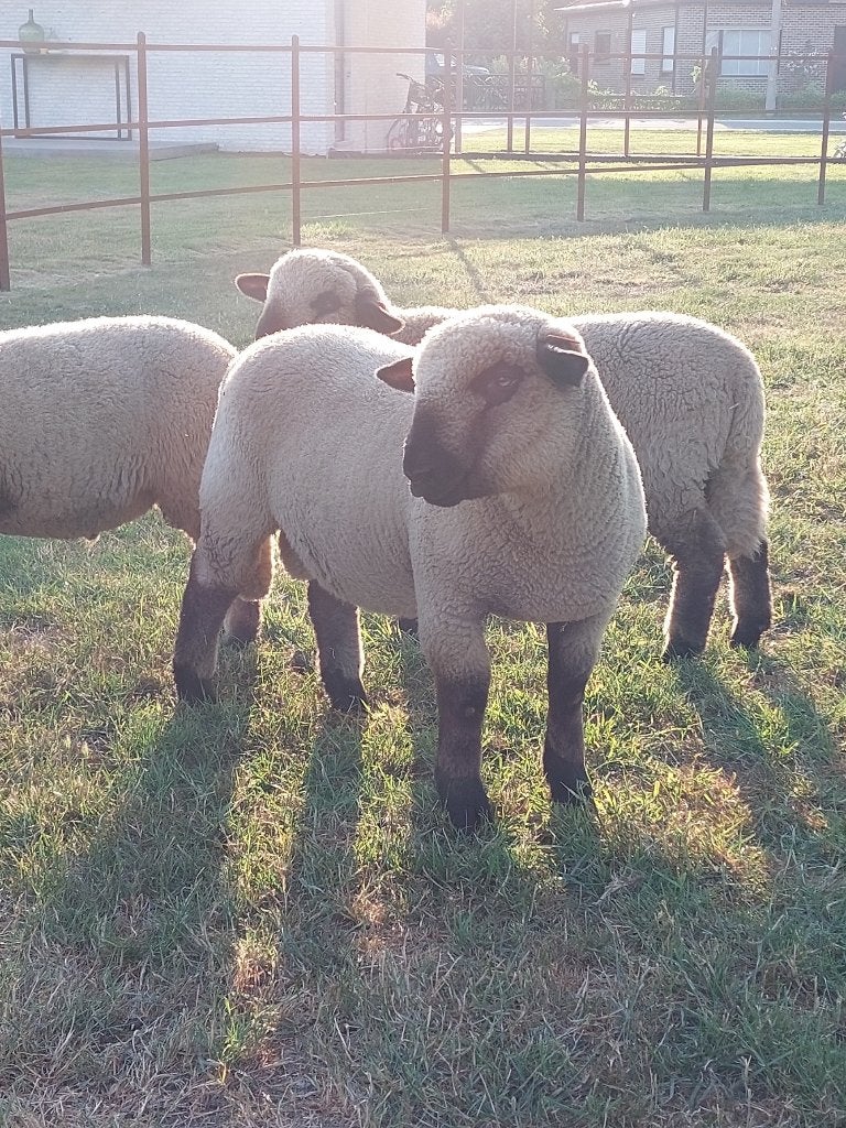 Hampshire down ramlammeren - bokjes, Dieren en Toebehoren, Mannelijk, Schaap, 0 tot 2 jaar