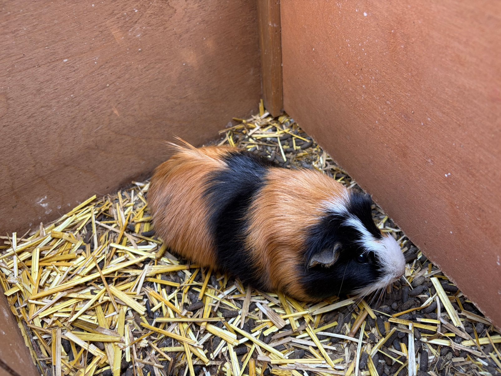 Cavia’s te koop, Dieren en Toebehoren, Knaagdieren, Maart, Vrouwelijk, Cavia