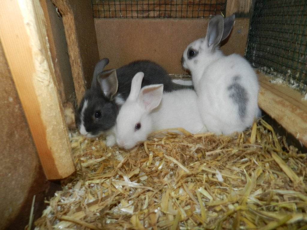 Dwergkonijnen, Plusieurs animaux, Nain