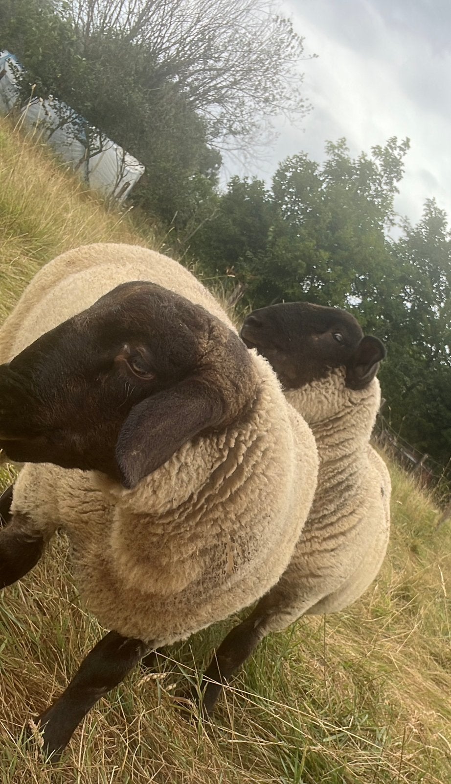 2 mooie ram lammeren. Kruising Suffolk., Mâle, Mouton, 0 à 2 ans