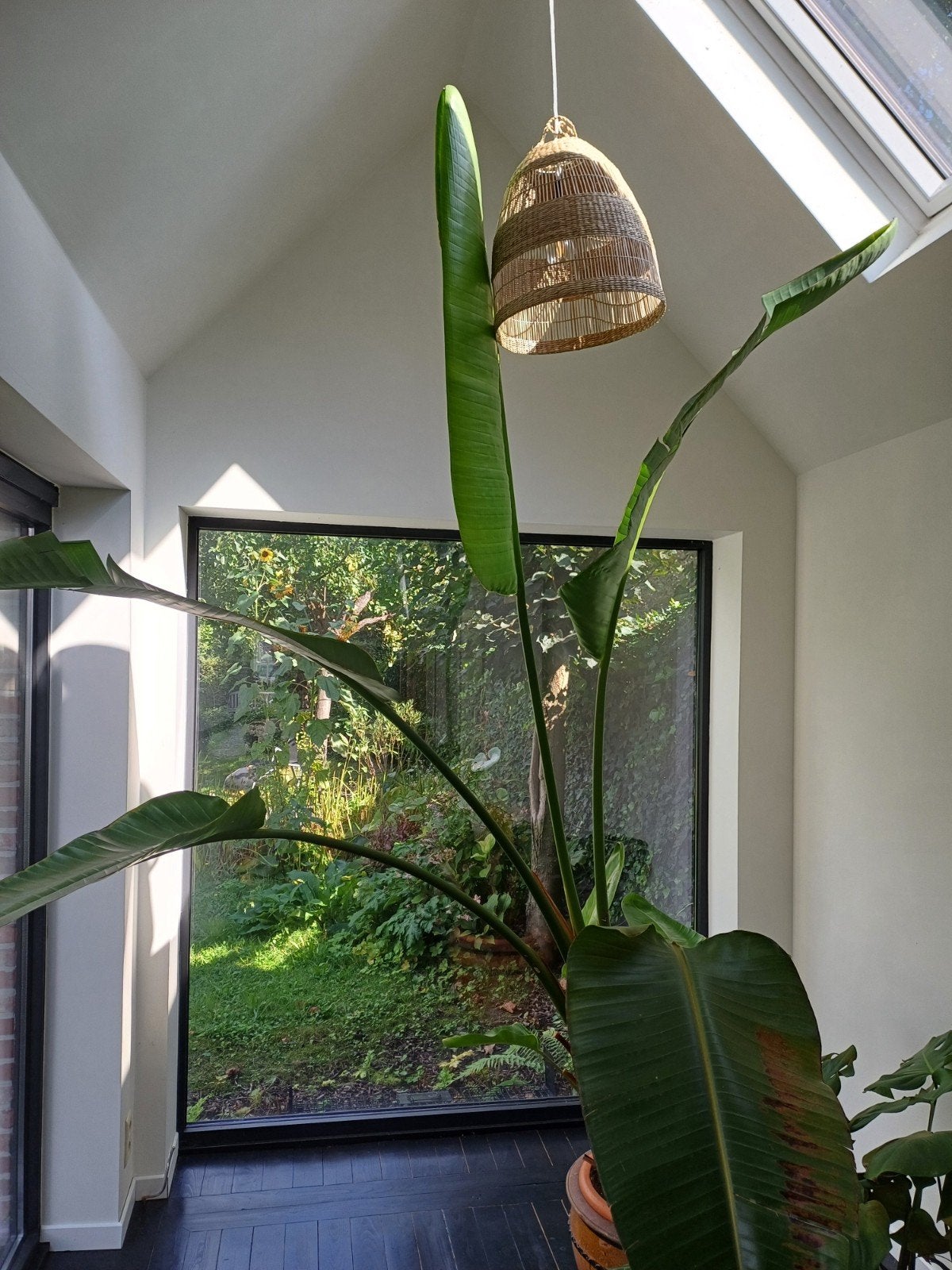 Strelitzia kamerplant, Enlèvement, Ombre partielle, 200 cm ou plus
