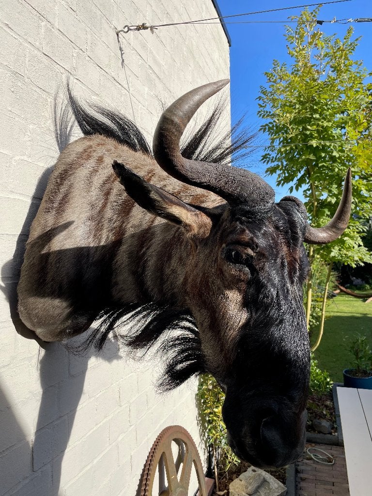 Imposante Blauwe Gnoe Taxidermie, Verzamelen, Ophalen, Zo goed als nieuw, Wild dier, Opgezet dier