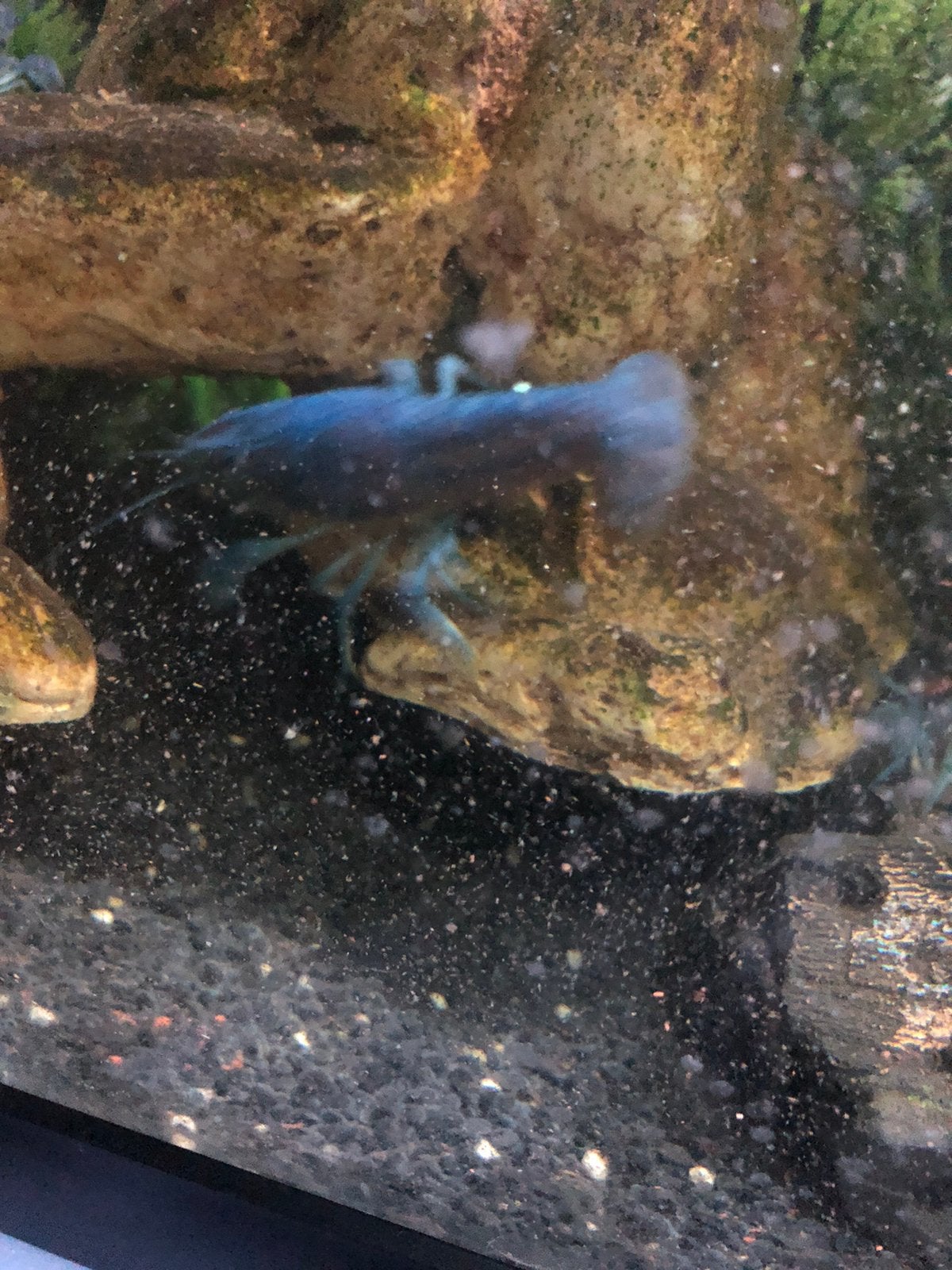 Blauwe kreeften , groot en klein , heel gezond, Dieren en Toebehoren
