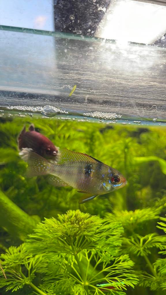 Mikrogeophagus ramizeri, Animaux & Accessoires, Poisson, Poisson d'eau douce