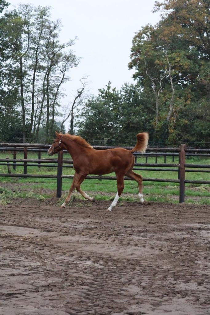 Paarden, Dieren en Toebehoren, Paarden, Hengst, Z
