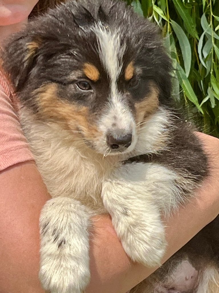 Border collie pups tricolor, zwart-wit, België, Fokker | Hobbymatig, 8 tot 15 weken, Collie