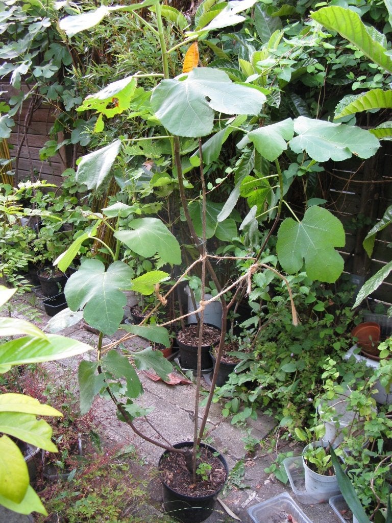 Beau plant de figuier 1,80 m, Jardin & Terrasse, Plantes | Arbres fruitiers, Figuier, En pot, Plein soleil, Enlèvement