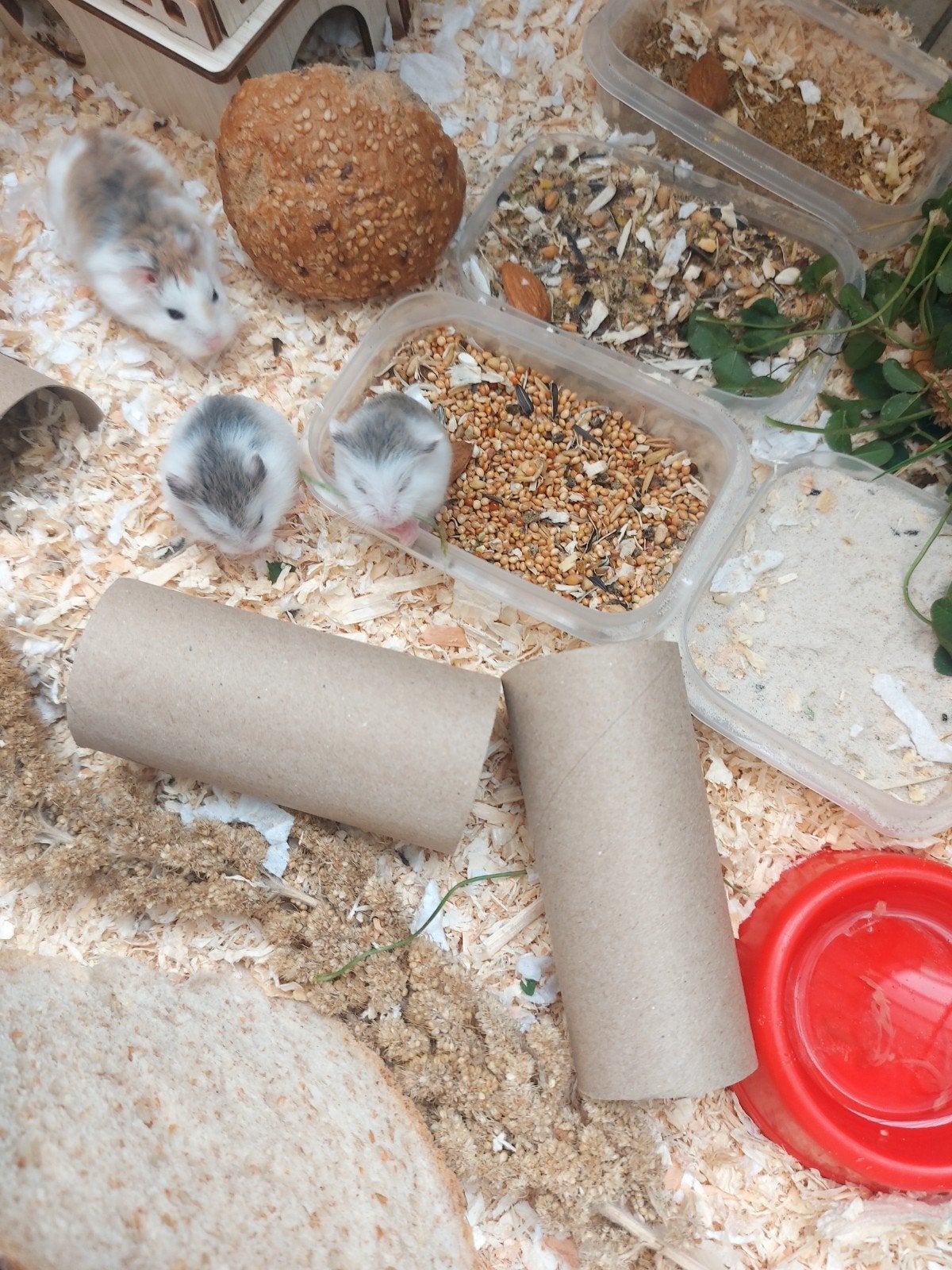 roborovsky baby hamsters van 28 juli, Animaux & Accessoires, Rongeurs, Juillet, Plusieurs animaux