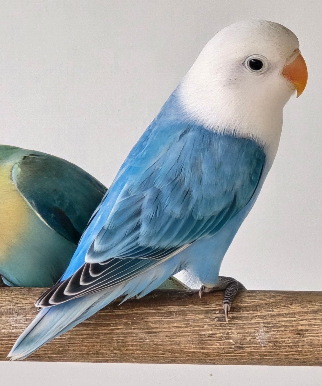 2 Blauwe Opaline Fischeri 2026, Geringd