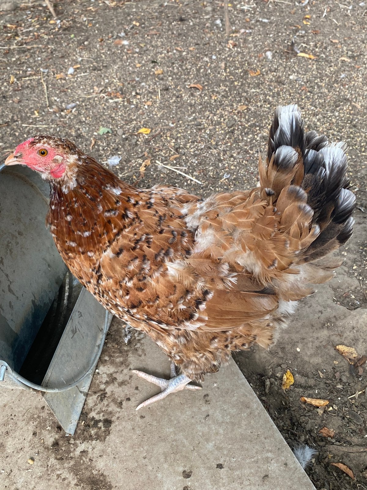 4 kippen + 1 kuiken en 2 hanen, Animaux & Accessoires, Plusieurs animaux, Poule ou poulet