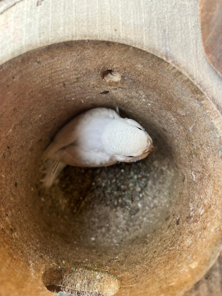 Jonge grasparkiet, Huis en Inrichting, Woonaccessoires | Kransen, Ophalen, Zo goed als nieuw